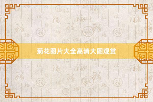 菊花图片大全高清大图观赏