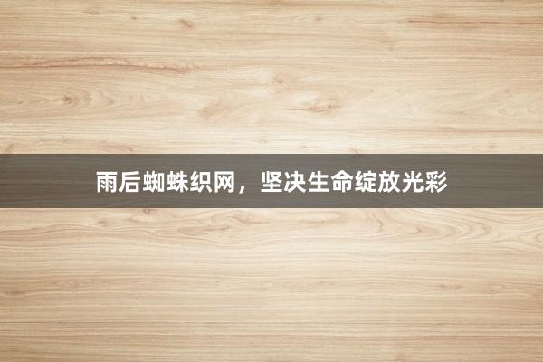 雨后蜘蛛织网,坚决生命绽放光彩